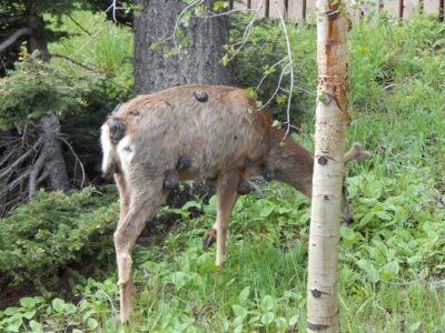 Fibromatosis in Wild Deer Image
